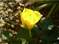 0da1389e-Picture 4113.jpg